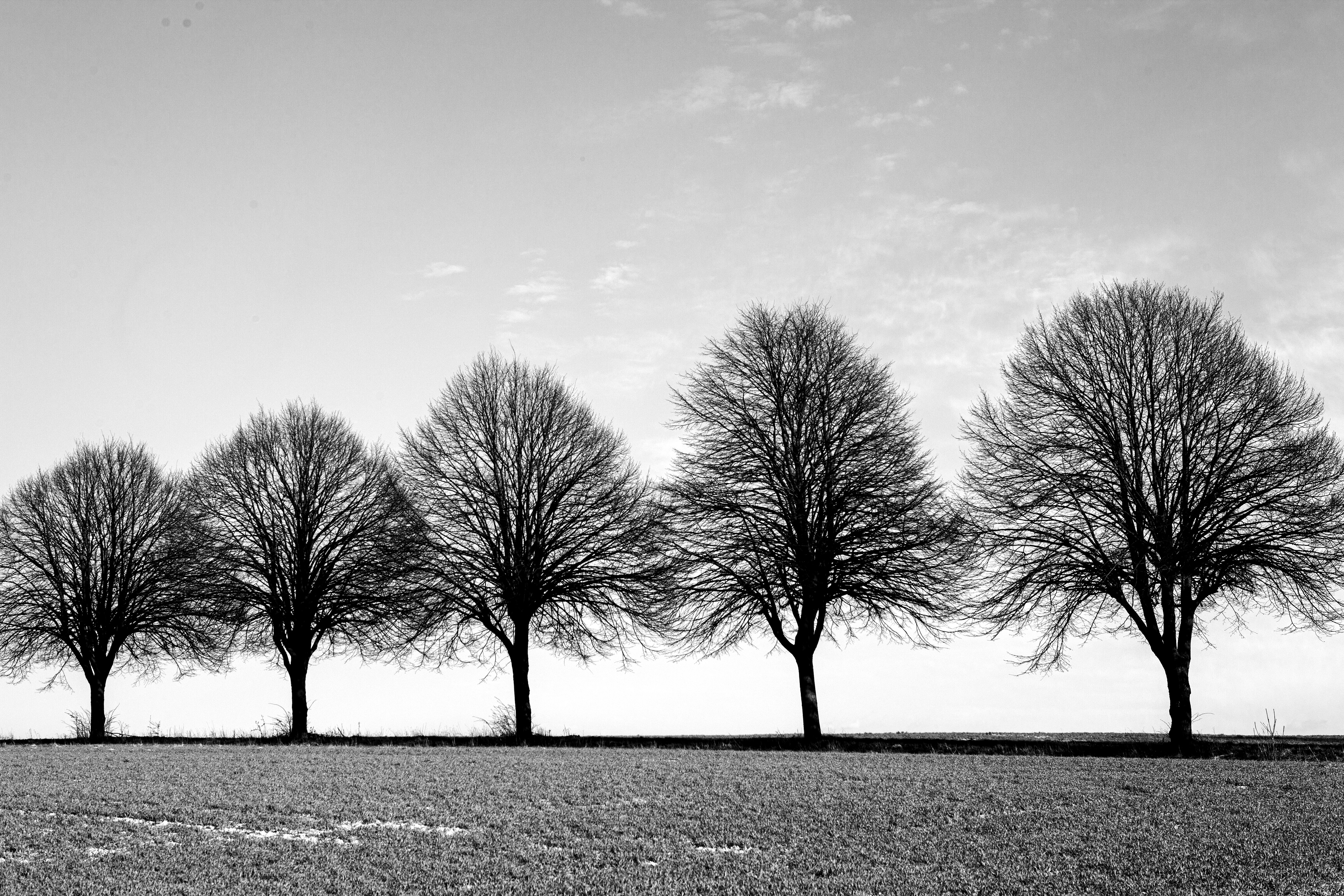 leafless tree on snow covered ground